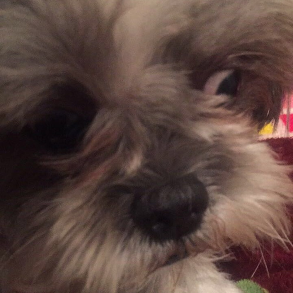 Meet your Posher, Jazmin